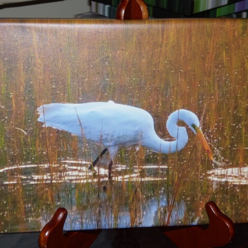 12 x 8 canvas print of an egret